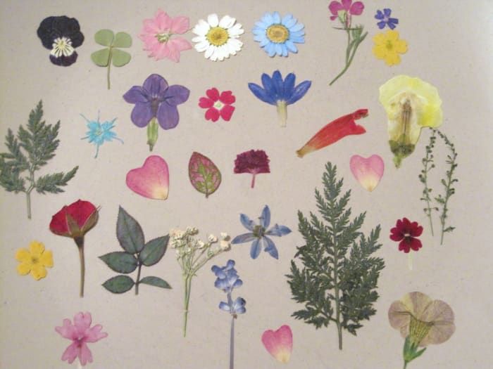 Ein gepresstes Blumensortiment für Kunsthandwerk und Schmuck.