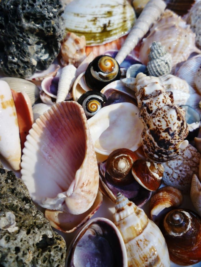 Conchas marinas de Florida + otros tesoros