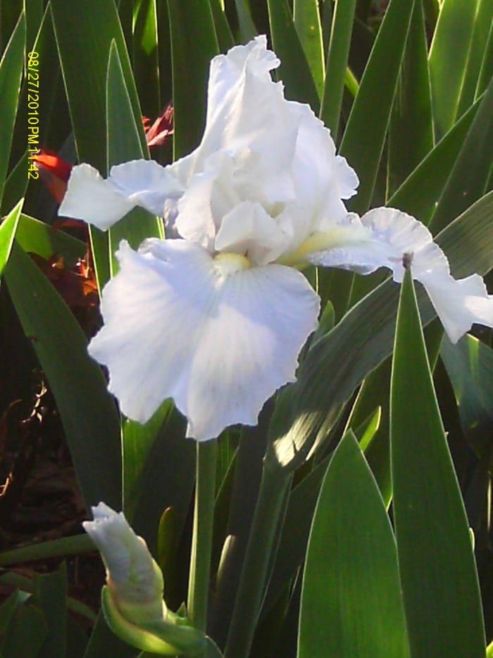 Iris es la flor de nacimiento que simboliza la inspiración.