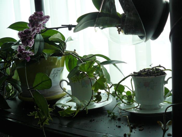 Mad Hatter Flower Pot - Ein einfaches DIY