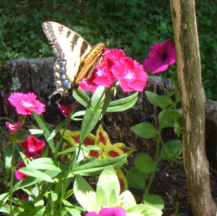 jardín-caja-de-mariposas