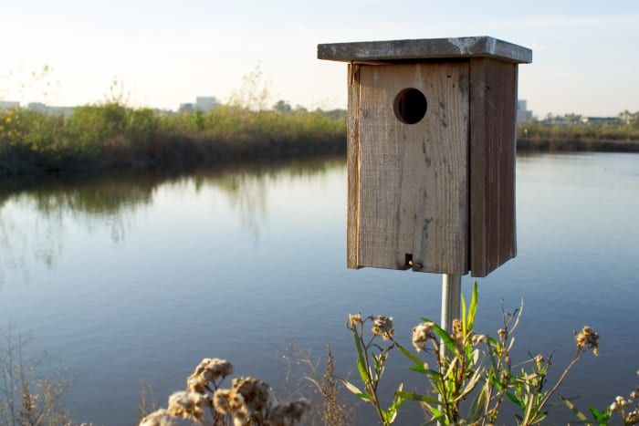 Hur man bygger en Wood Duck Nest Box