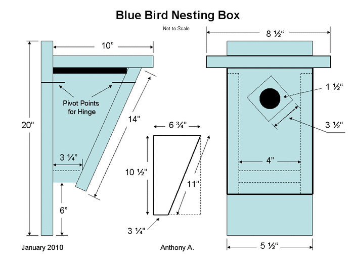 zilais putns-māja-šķībs priekšpuse