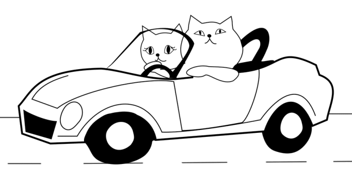 Haben Sie schon einmal eine Katze gesehen, die ein Auto fährt? Ich frage mich, wohin sie gehen?