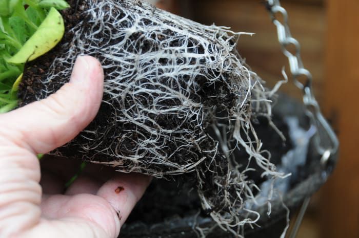 Saque las raíces de las plantas antes de plantarlas.