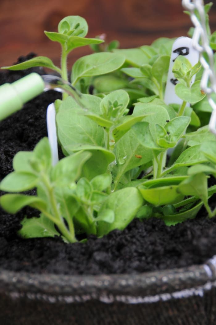 Kräuter- und Salatpflanzung