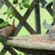 mangeoire pour oiseaux suspendue hypertufa-easy-diy-project
