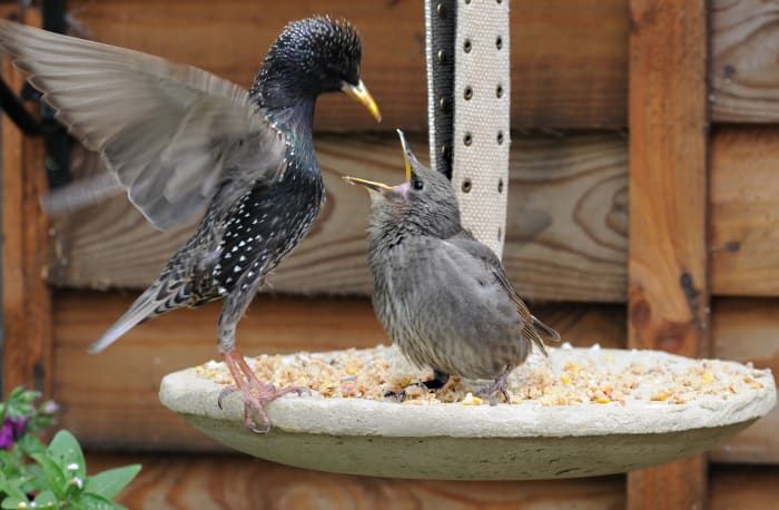Starling Fütterungsjunge auf dem dekorativen hängenden Vogelhäuschen Hypertufa