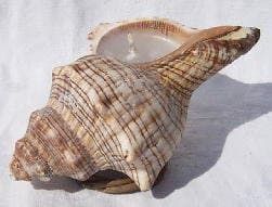 Vela de concha hecha con caracola