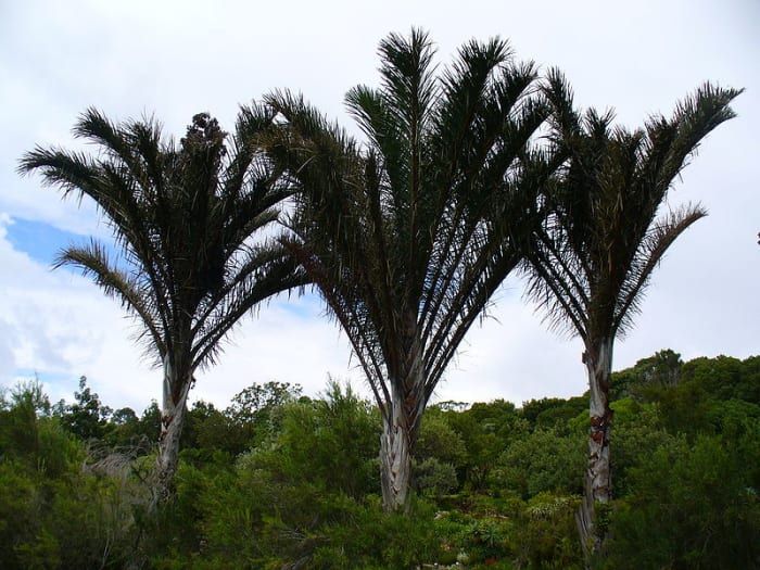 Les palmiers raphia sont un genre de vingt espèces de palmiers, originaires des régions tropicales d