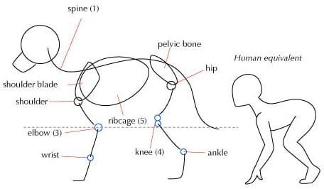 Obviamente, dependiendo del animal que quieras dibujar, la anatomía exacta variará ligeramente.