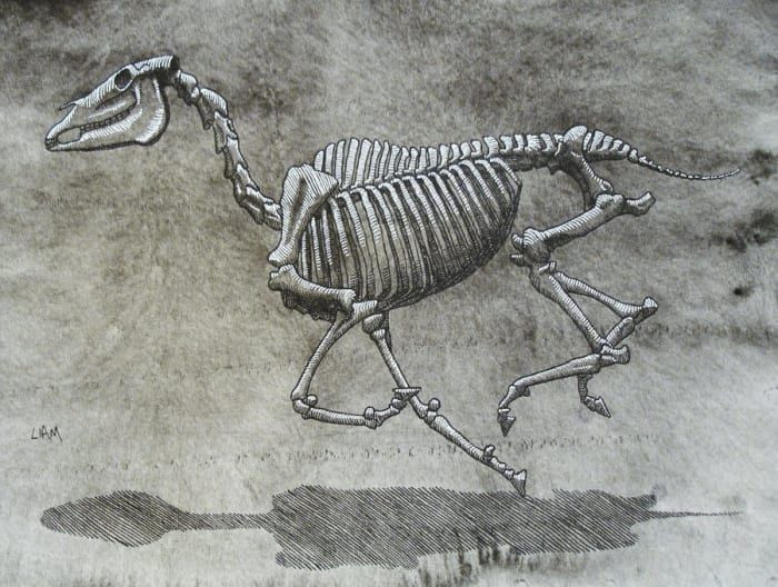 Un esqueleto de caballo en movimiento. Note la rigidez de la columna.