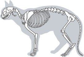 Un esqueleto de gato. Tenga en cuenta la curvatura de la columna vertebral y la longitud de la cola.