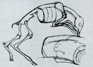 Un ejemplo de un ciervo que ha sido dibujado por velocidad dibujando el esqueleto.