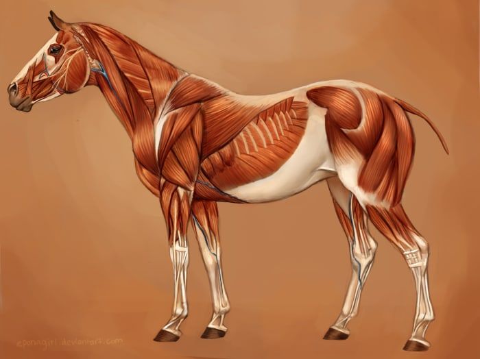 La musculatura de un caballo. Los más notables son los del cuello, el hombro, el antebrazo y la cadera.