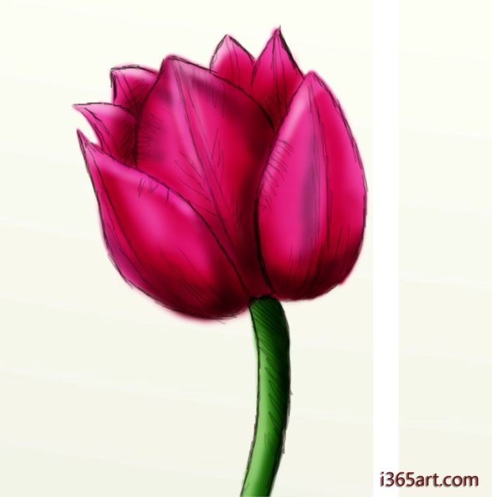 Come disegnare un bellissimo tulipano