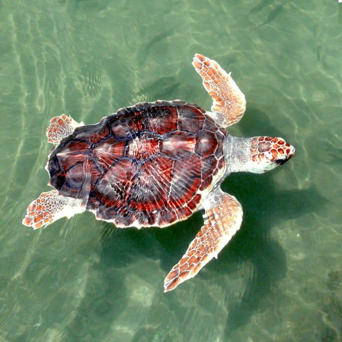 Une jeune tortue caouanne (Caretta caretta) photographiée près de Panama City, en Floride.