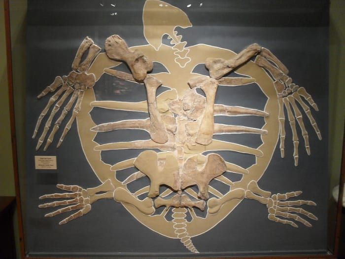 Un squelette de tortue de mer fossilisé.