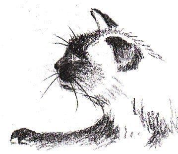 シャム猫のプロフィールを描く方法