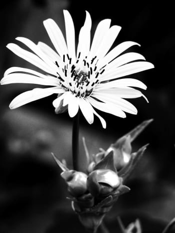   Un grand noir et blanc. Coloriez uniquement la fleur et laissez le fond.