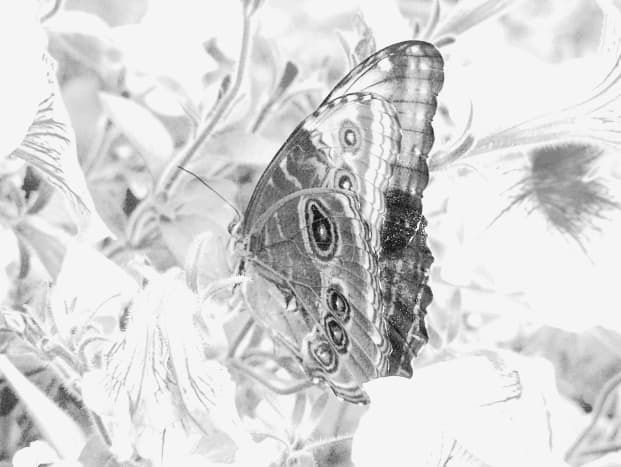   Papillon morpho bleu