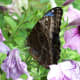   Exemple d'une image en couleur d'un papillon