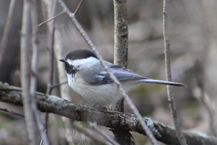 Spring Birds in Kingston, Ontario: A Photo Essay