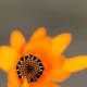 Der Fokus liegt auf der Mitte der Blume, sowohl der Hintergrund als auch die Blütenblätter sind unscharf. Mit dem 100-mm-IS-Objektiv von Canon
