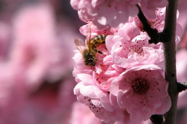 AV-Einstellungen, um die anderen Blüten zu verwischen und sich fest auf die Biene zu konzentrieren. Canon Powershot S3 IS, AV-Modus plus Zoom.