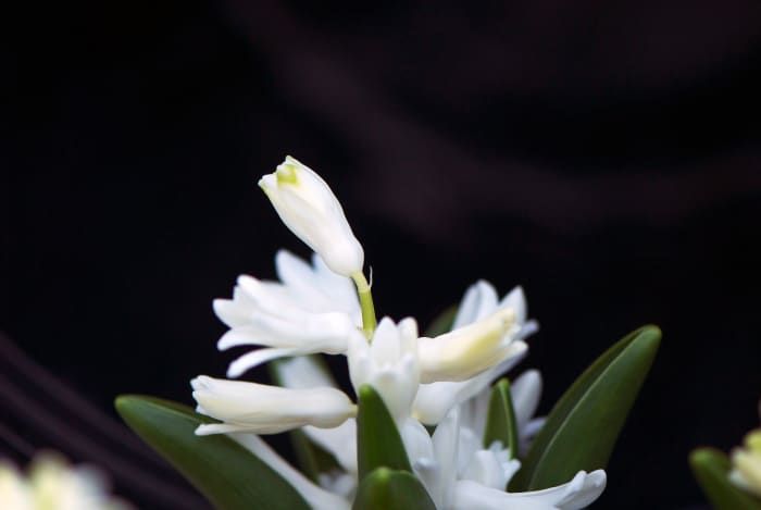 5 méthodes pour prendre des photos de fleurs avec un fond noir