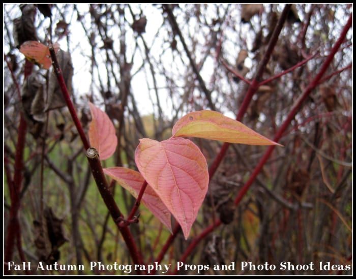 Herbst-Herbst-Fotografie-Requisiten-Fotoshooting-Ideen