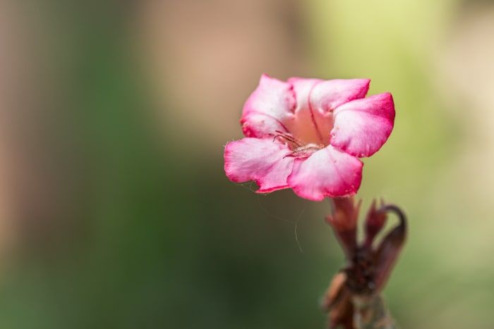 Tipps, wie man bessere Blumenbilder für eine einzigartige, qualitativ hochwertige Fotografie macht