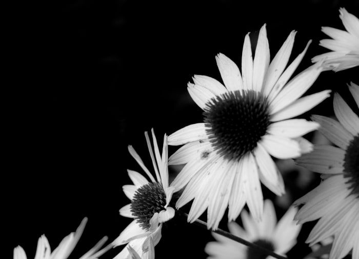 Tipps, wie man bessere Blumenbilder für eine einzigartige, qualitativ hochwertige Fotografie macht