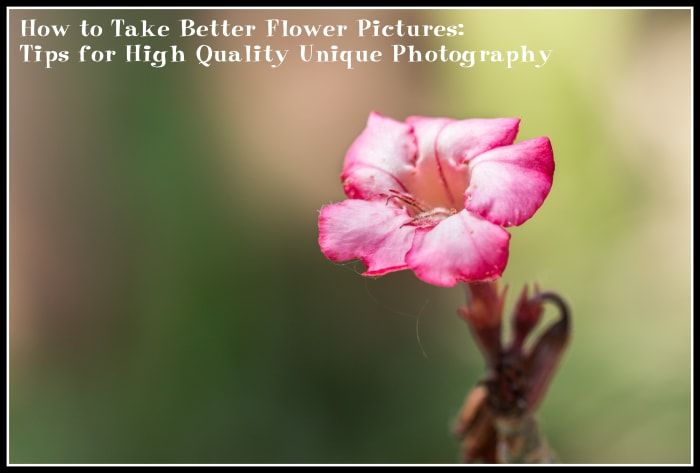 Cómo tomar mejores fotografías de flores: consejos para fotografías únicas de alta calidad