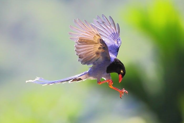 Comment capturer des oiseaux en vol - Tutoriel de photographie