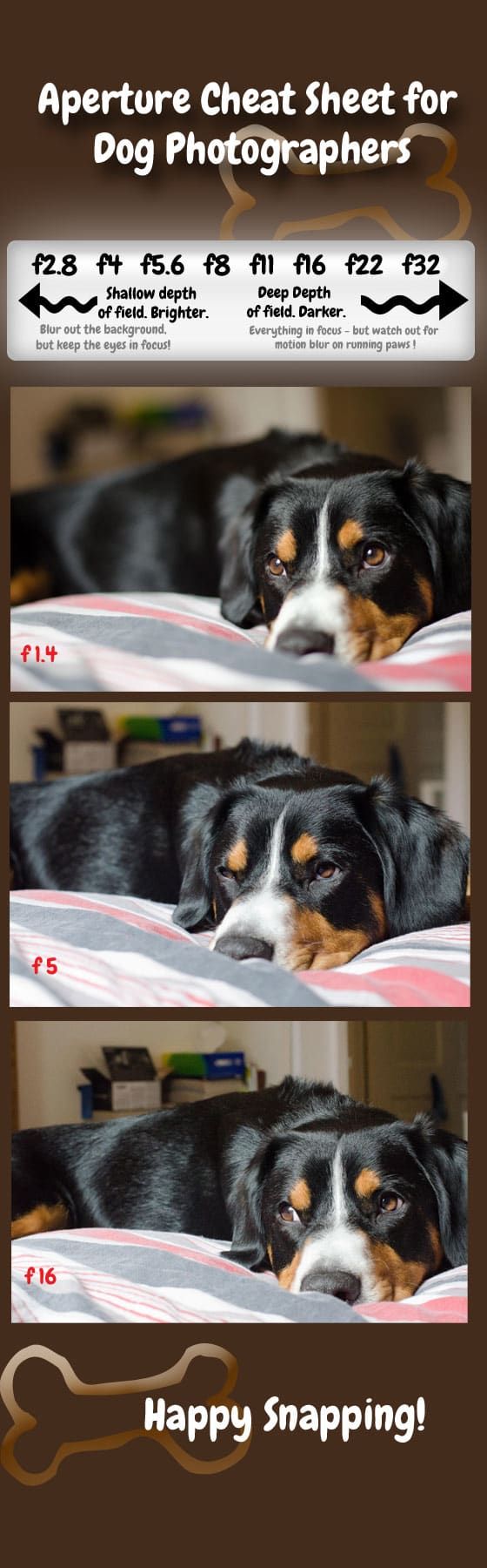 Wie-fotografiere ich-Hunde-was-ist-Blende-und-wie-kann-es-dein-Haustier-Fotos verbessern?