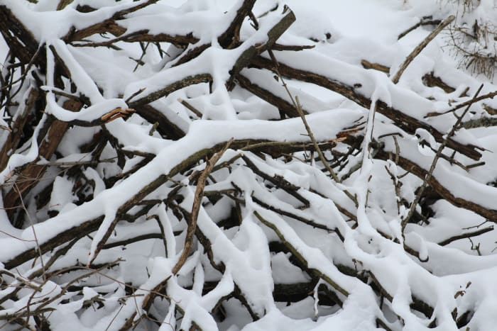 Schneebedeckte gefallene Zweige könnten ein Schutz für kleine Kreaturen sein