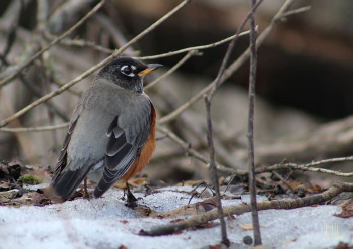 Oiseaux d'hiver à Kingston, Ontario: essai photographique
