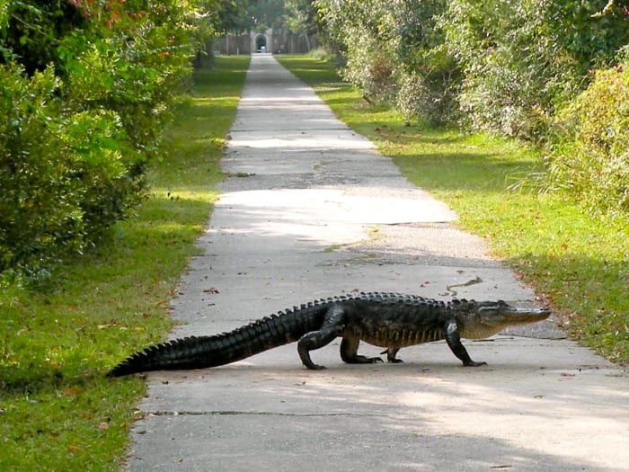 Ein Alligator überquert die Auffahrt in der Nähe des Eingangs zu Atalaya.