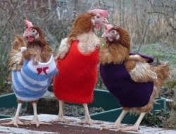 Cinco razones para tejer suéteres de pollo