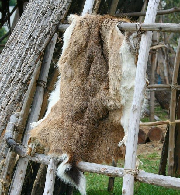Кожата на елени преди козината се отстранява в процеса на дъбене.