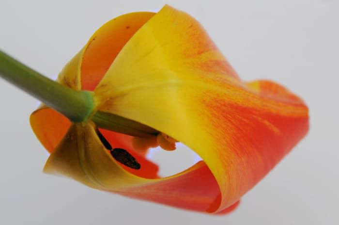 La parte trasera del Tulip.