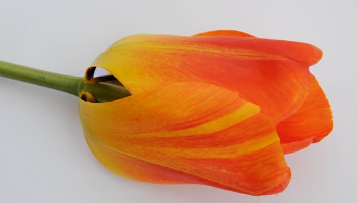 Marcas en los pétalos de tulipán