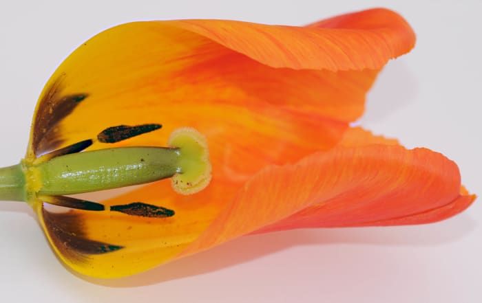 Ein Blick auf das Innere einer Tulpe
