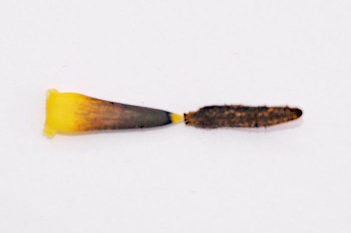 Eine Nahaufnahme des Staubblatts (Anther und Filament einer Tulpe)