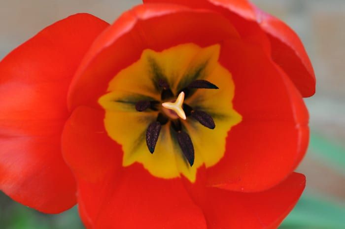 Hermoso tulipán