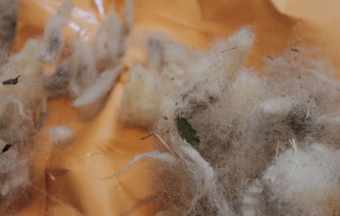 Sacar la materia vegetal de la lana, antes de lavarla.